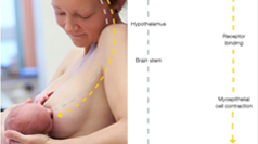 母乳餵養的益處