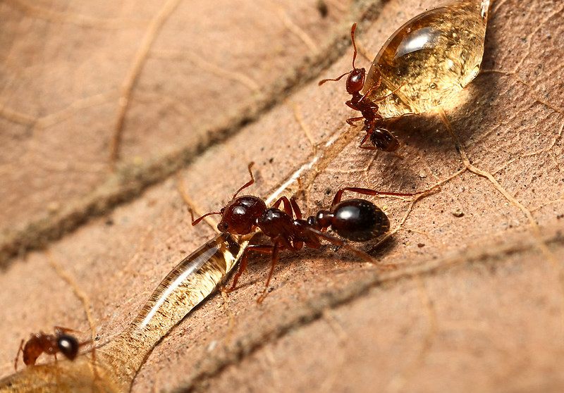 怎麼防螞蟻？螞蟻大軍怕什麼？居家螞蟻防治專家告訴你預防螞蟻的妙方