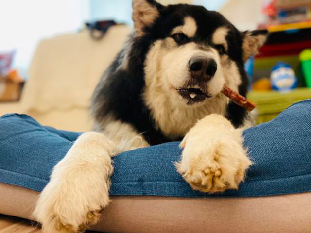 沒有門＆鐵支的成長日記