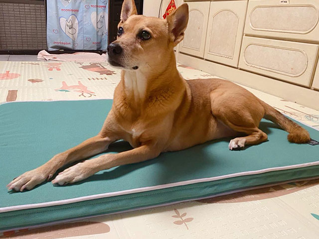 Bonbon 蹦蹦：汪喵?