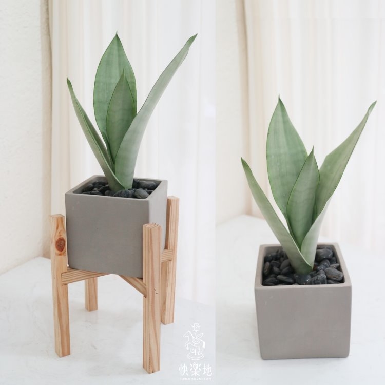 高冷低調 I 銀后虎尾蘭  GP200258