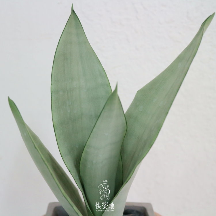 高冷低調 I 銀后虎尾蘭  GP200258