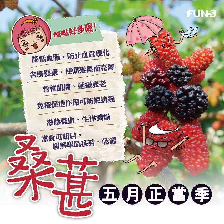 桑葚五月正當季，優點有很多，可降低血脂，防止血管硬化，含烏髮素，使頭髮黑而亮澤，可營養肌膚，並延緩衰老，免疫促進作用可防癌抗癌，滋陰養生、生津潤燥，長食可明目，緩解眼睛疲勞、乾澀。