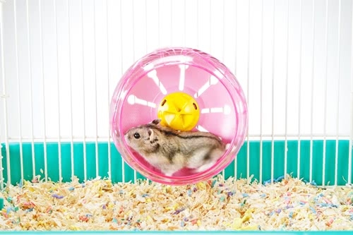 日本Marukan 鼠用靜音滾輪 MK-MR-339