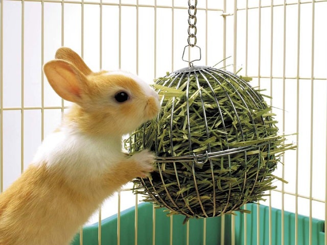 日本MARUKAN 牧草球 MK-MR-610-不含牧草