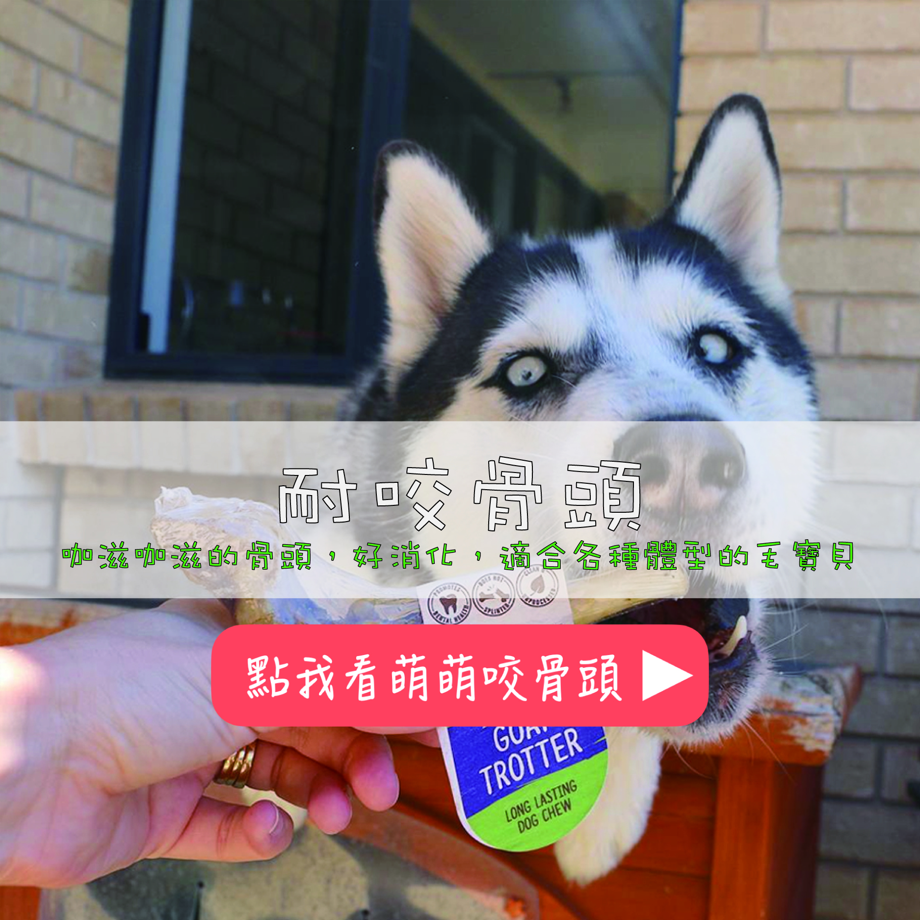 耐咬骨頭試吃連結