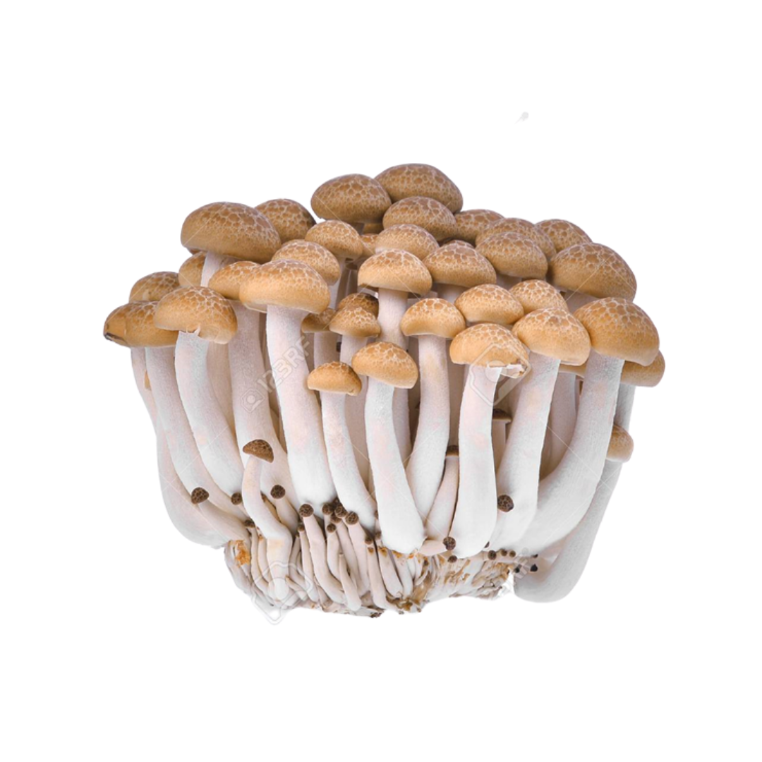 Brown Shimeji Mushroom