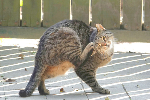 貓過敏,貓生食改善過敏