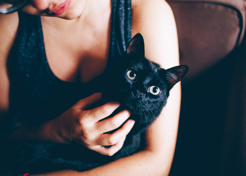 腎衰貓營養,腎貓低蛋白