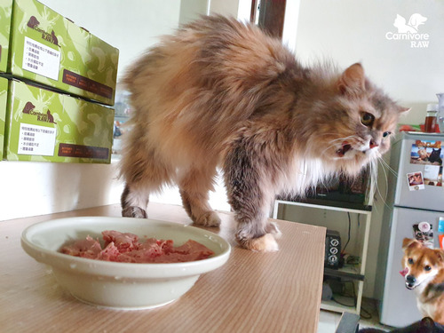 生食優點,生食缺點