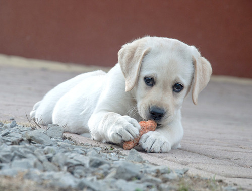 補充益生菌對狗狗健康的重要性