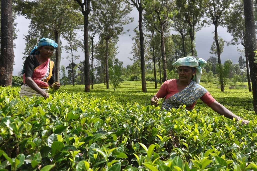 Origin Tea,tea,loose leaf,loose tea,sri lanka,australia,茶,茶葉,錫蘭,紅茶,斯里蘭卡,澳洲,natural ponti,ponti wine cellars,ponti trading