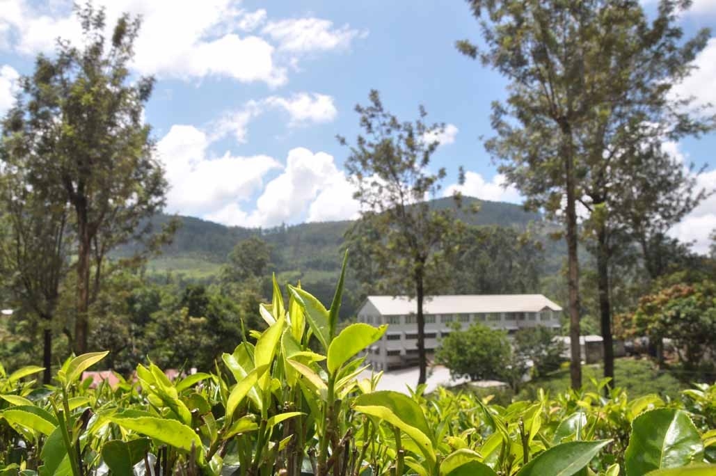 Origin Tea,tea,loose leaf,loose tea,sri lanka,australia,茶,茶葉,錫蘭,紅茶,斯里蘭卡,澳洲,natural ponti,ponti wine cellars,ponti trading