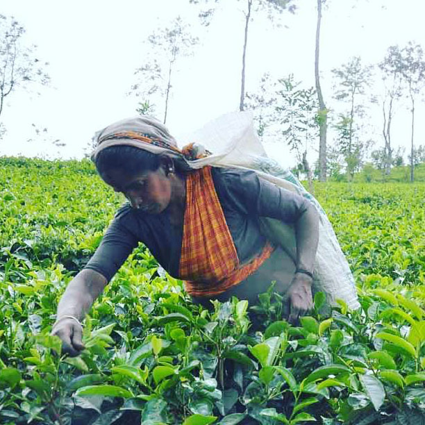 Origin Tea,tea,loose leaf,loose tea,sri lanka,australia,茶,茶葉,錫蘭,紅茶,斯里蘭卡,澳洲,natural ponti,ponti wine cellars,ponti trading