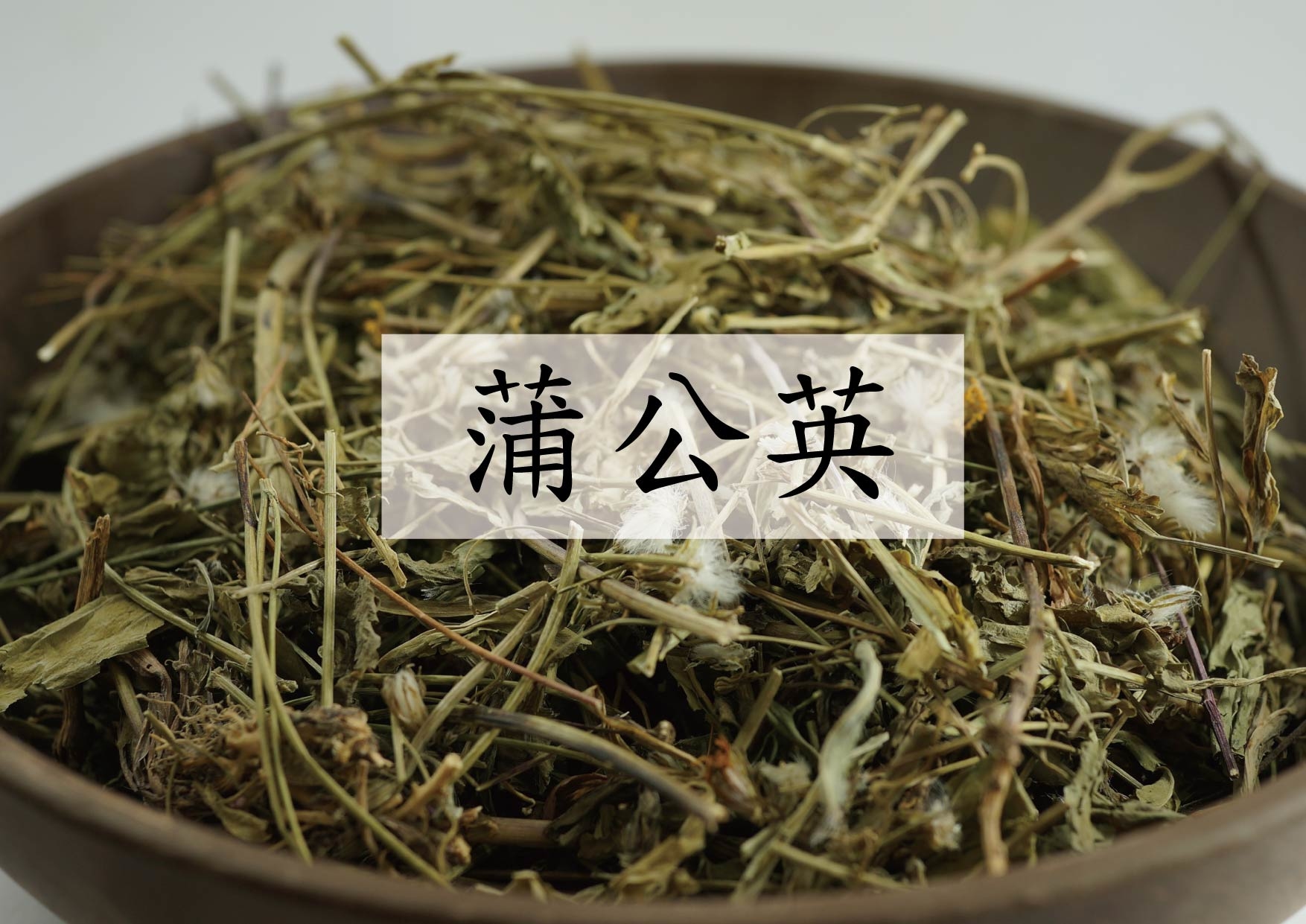 Mongolian Dandelion (蒲公英)