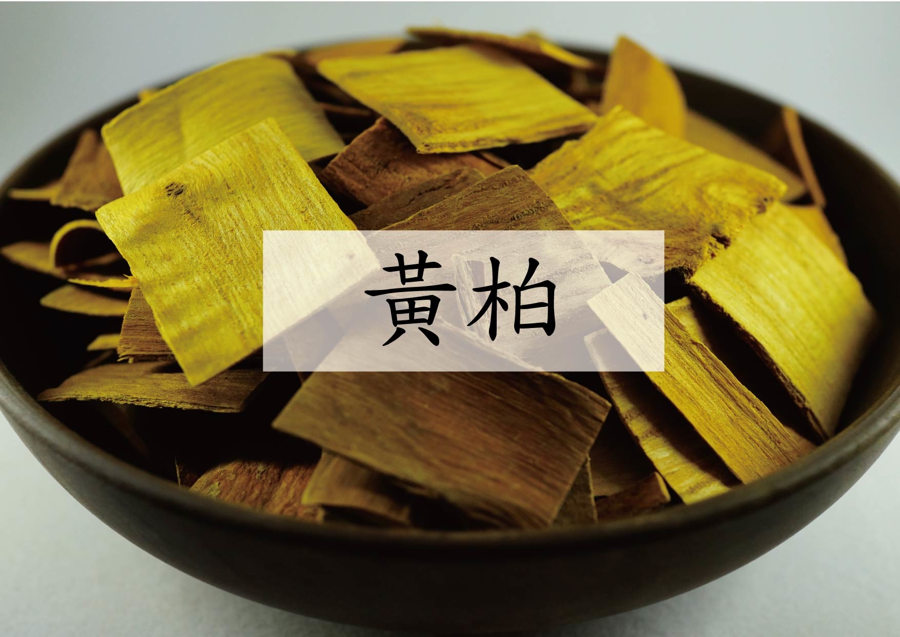 Amur Corktree (黃柏)