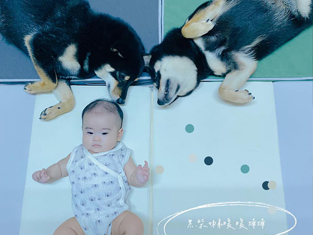 黑柴姊弟暖暖燁燁