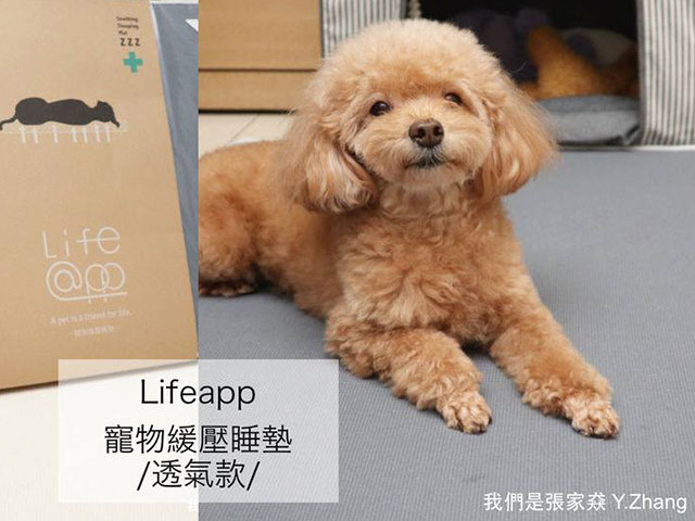 我們是張家猋－LIFEAPP經典透氣睡墊