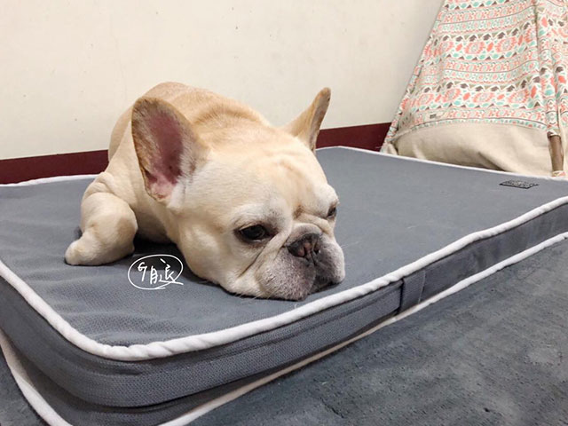 哥是法鬥叫居腿