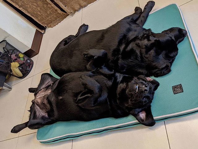 牛豬這一家-LIFEAPP經典透氣睡墊