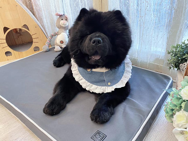 ChowChow熊熊--LIFEAPP經典透氣睡墊