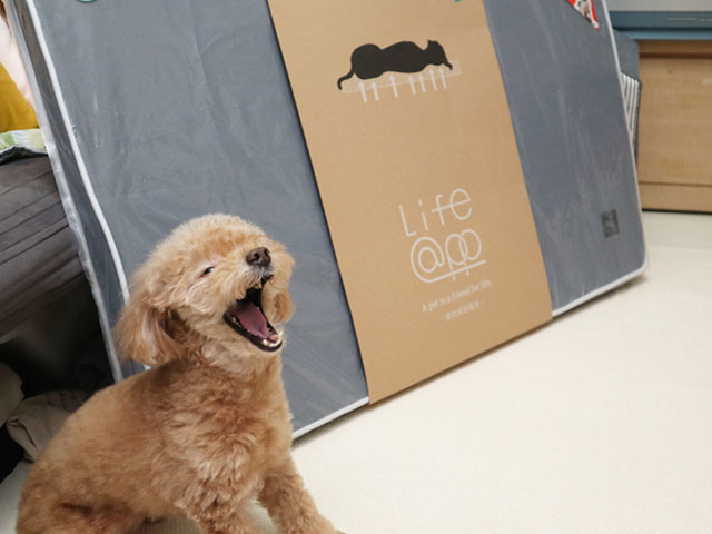 您好！我們是張家猋－LIFEAPP經典透氣睡墊