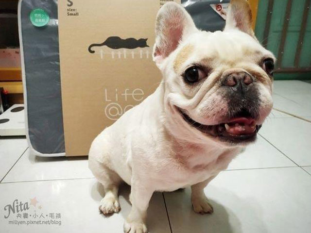 Nita夫妻•小人•毛孩-LIFEAPP經典透氣睡墊