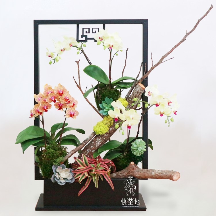 創新格局 I 蘭花盆栽  OP2006622