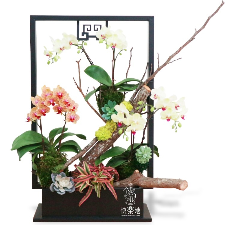 創新格局 I 蘭花盆栽  OP2006622