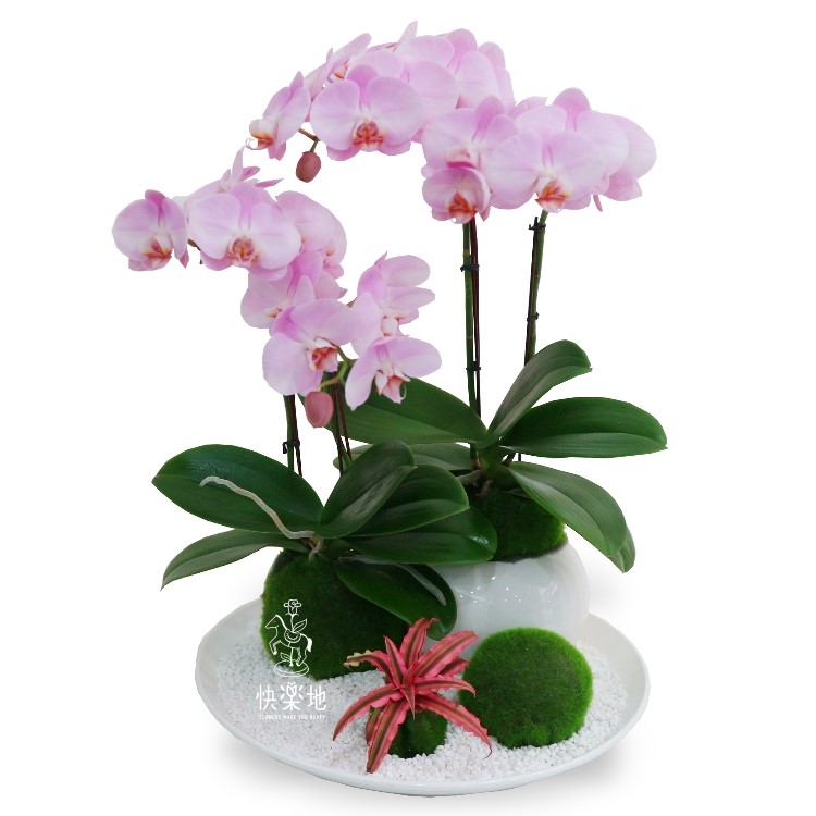 圓融新境 I 蘭花盆栽   OP200302