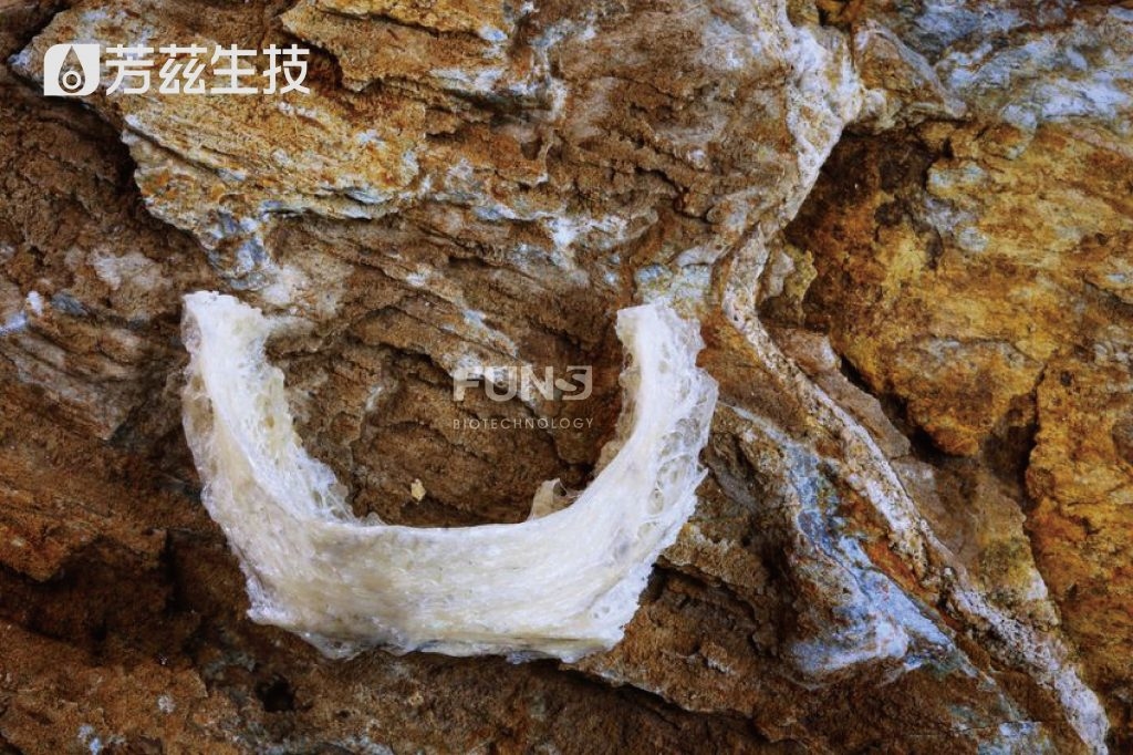 金絲燕築的巢 呈現透明晶亮感