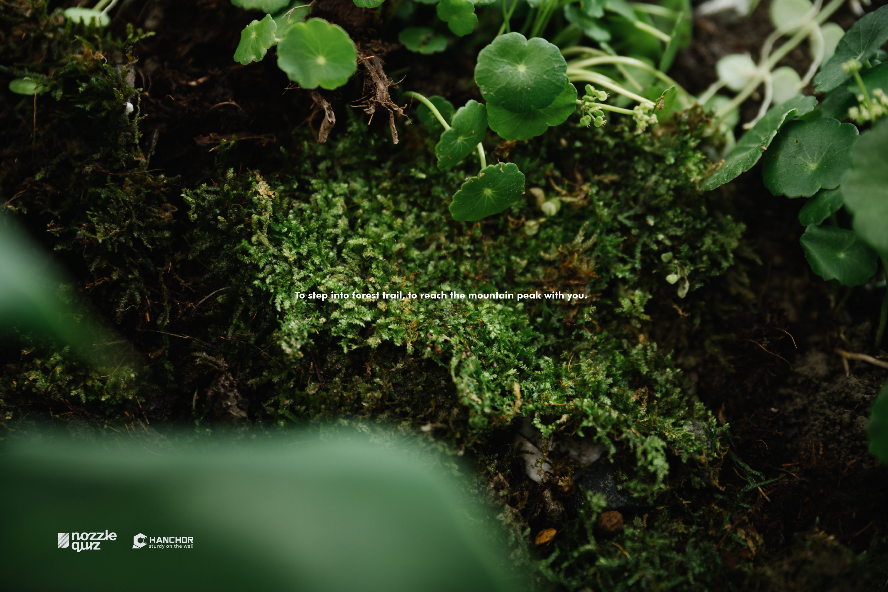 nozzle quiz x HANCHOR 合作系列美麗諾羊毛登山襪《Forest trail》