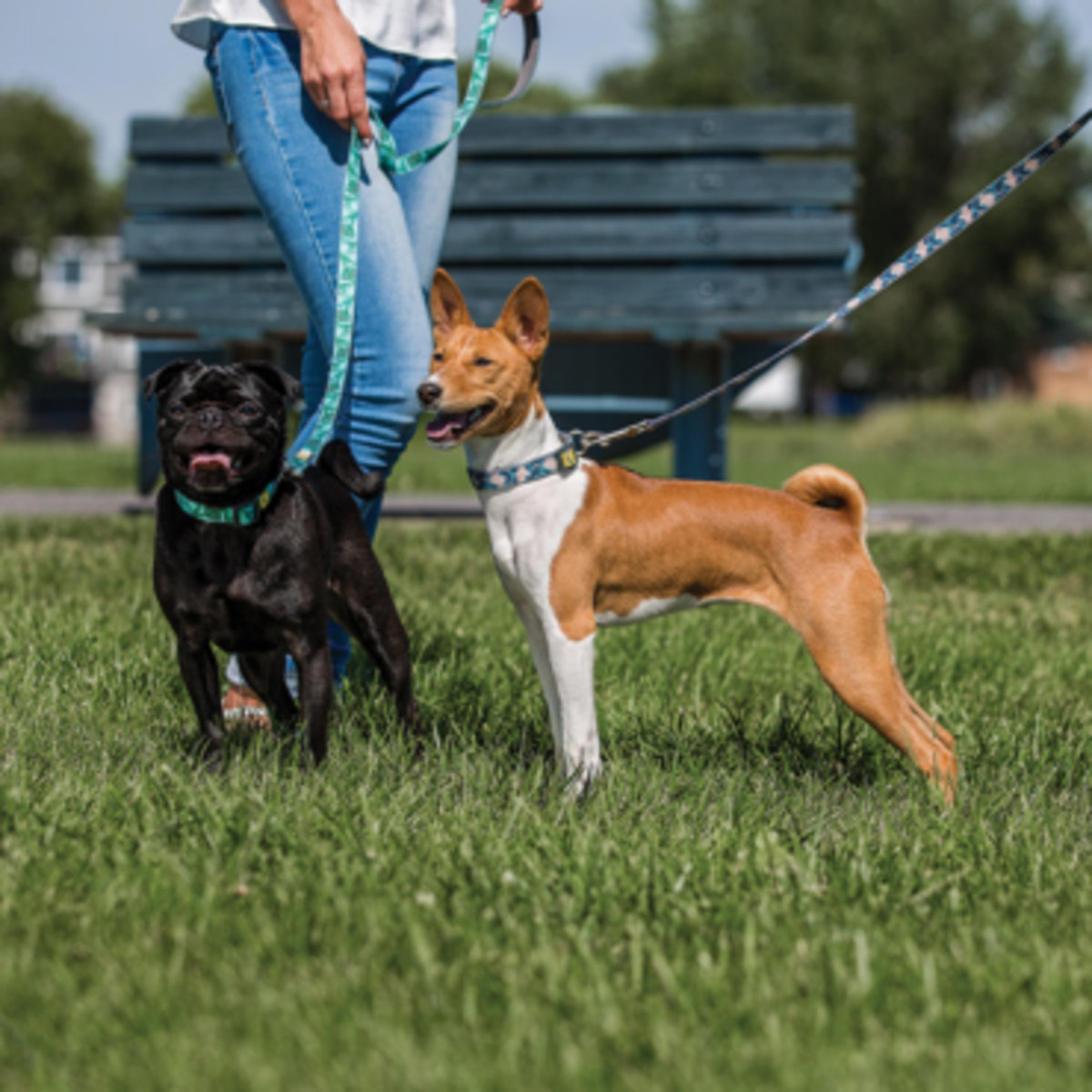 Be One Breed 矽膠狗頸圈 - 秋花（大碼）