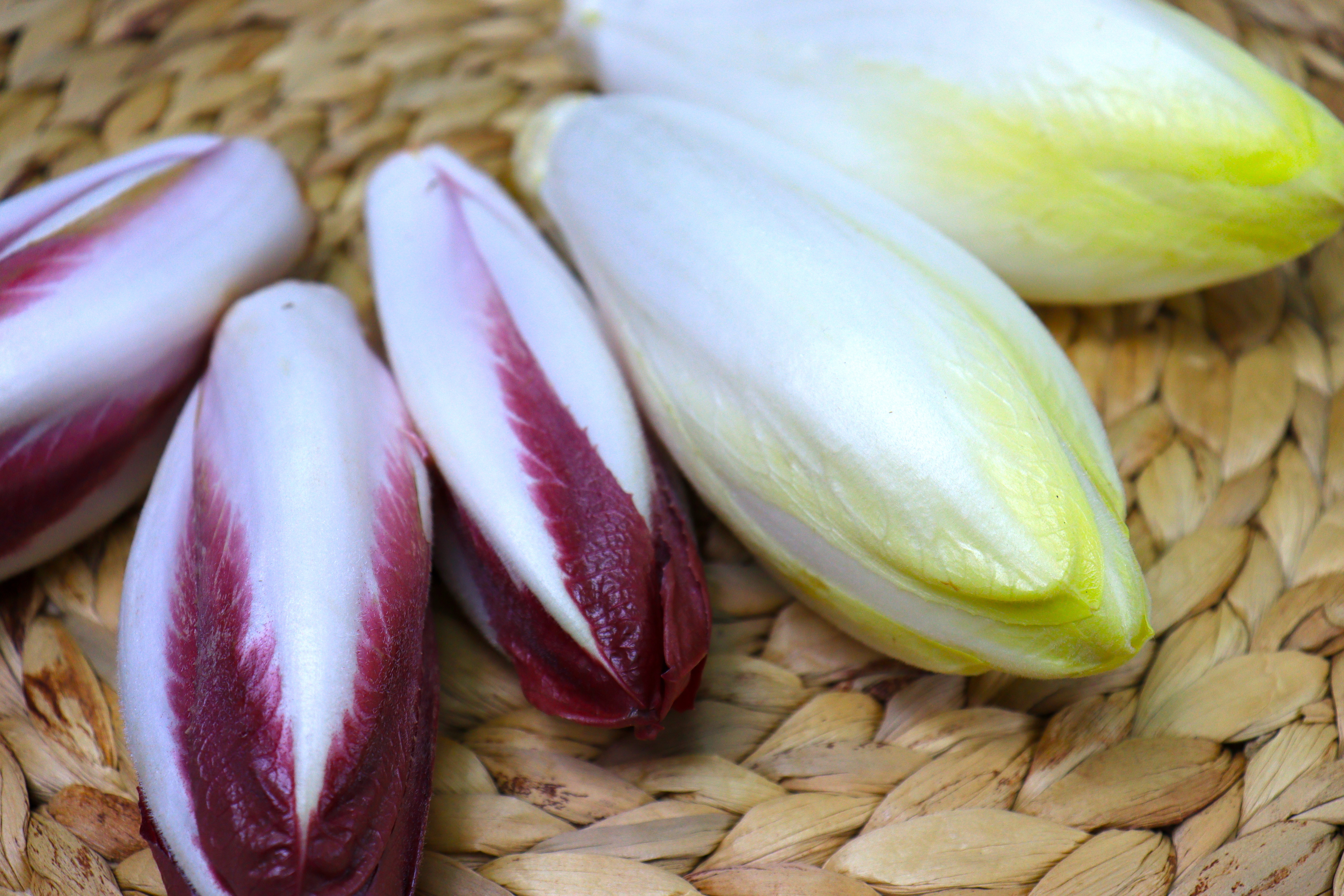 苦白菜（荷蘭）