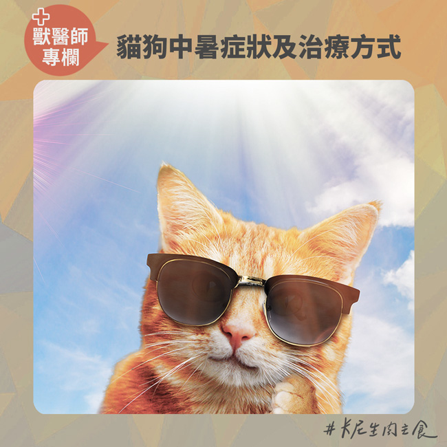 貓中暑,狗中暑,寵物熱衰竭