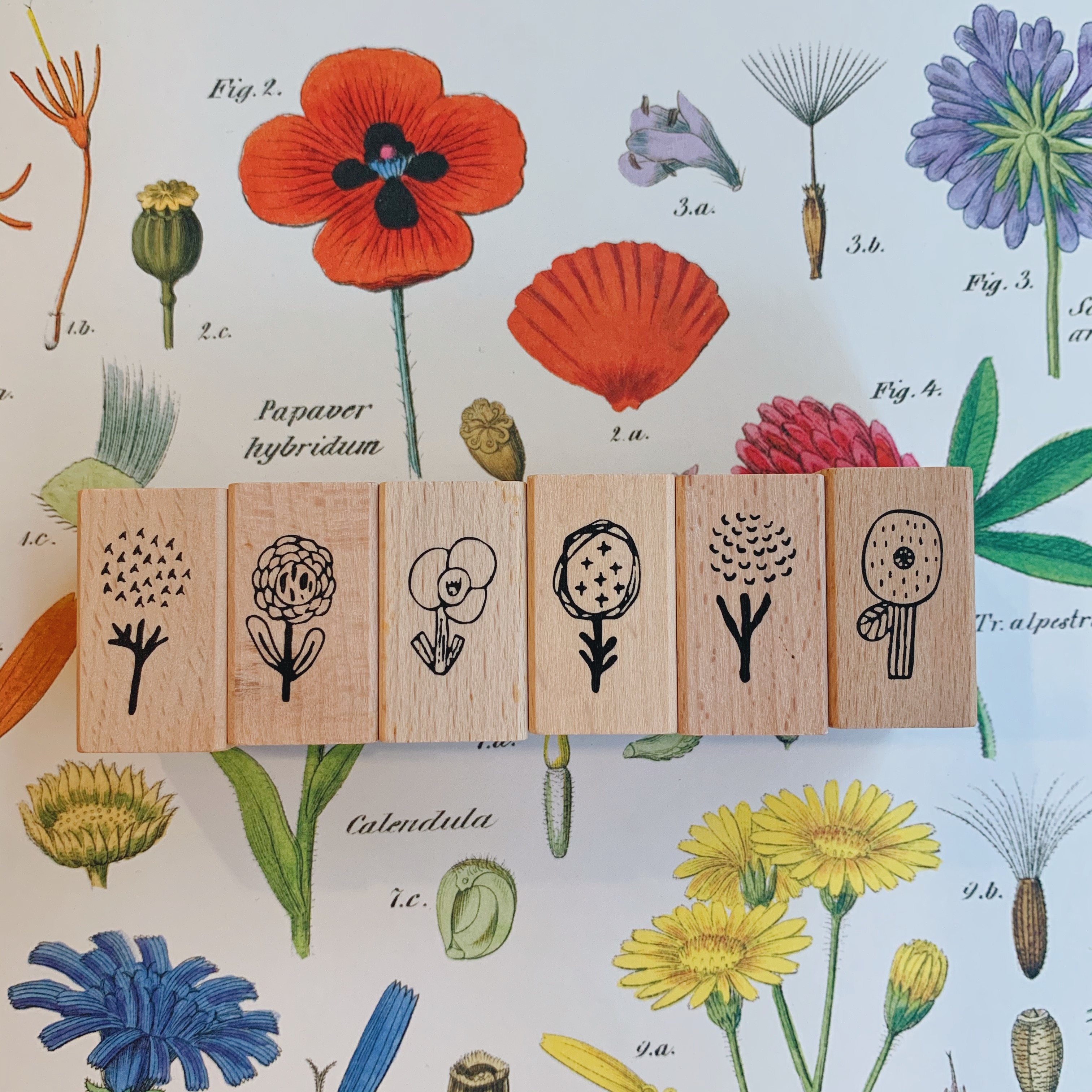 小島匠所 花都開了