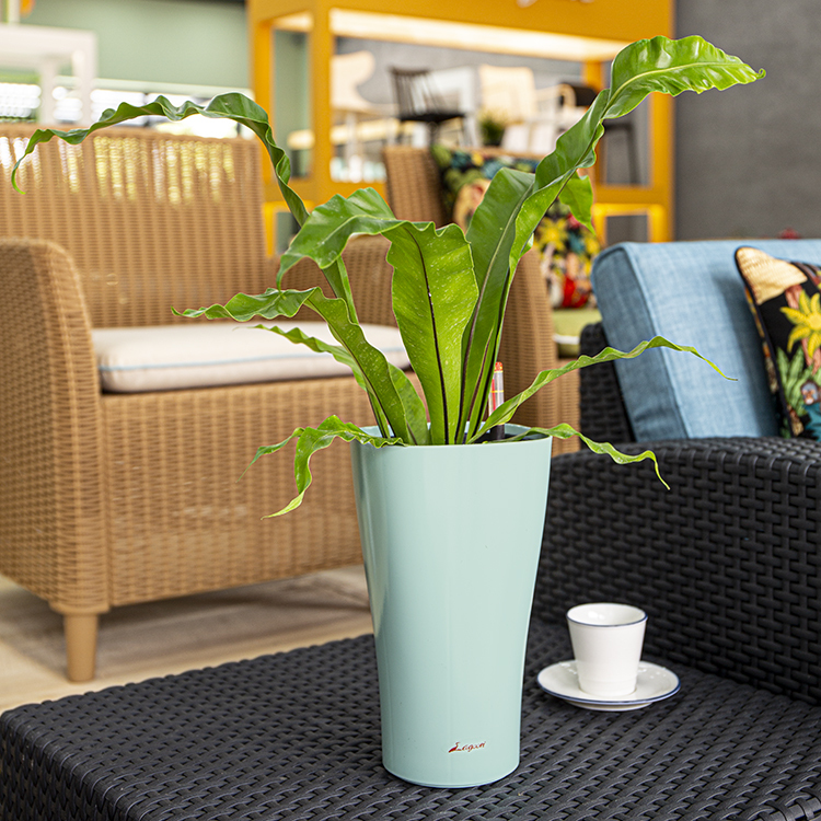 凡爾賽圓盆(14.8)