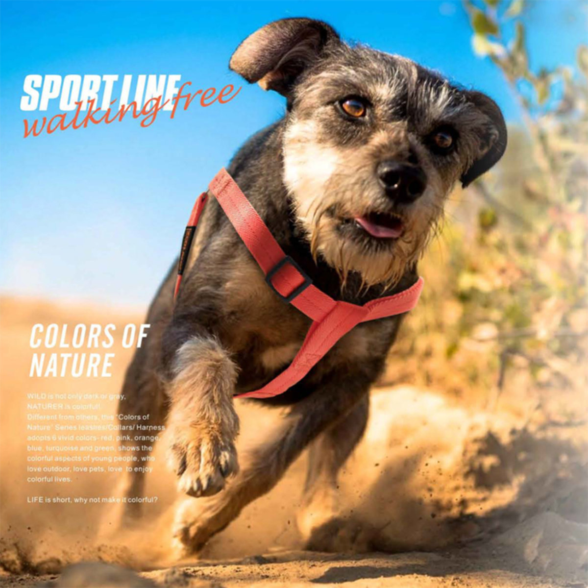 Zooland 狗狗牽引繩 + 胸背帶 - 草綠色 [3尺寸]