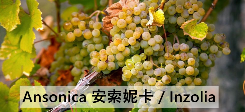 Ansonica 安索尼卡