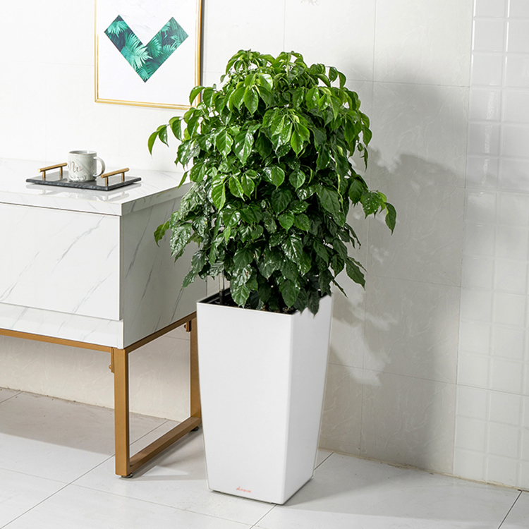 布查特方盆(30.5)