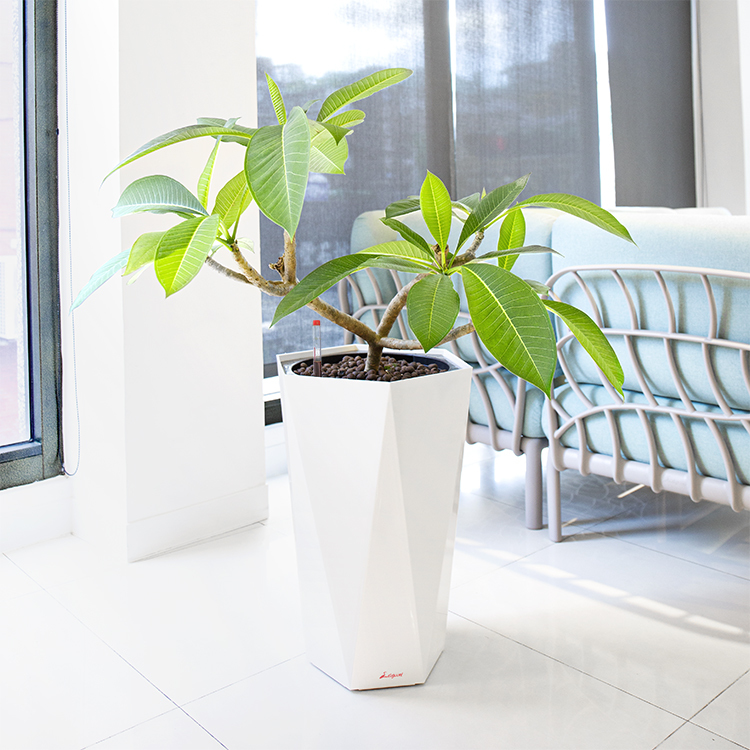 波波里幾何盆(39)