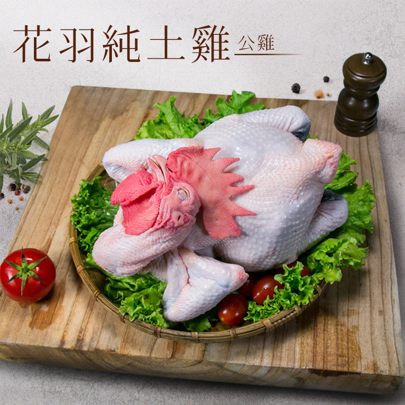 花羽純土雞(公雞)