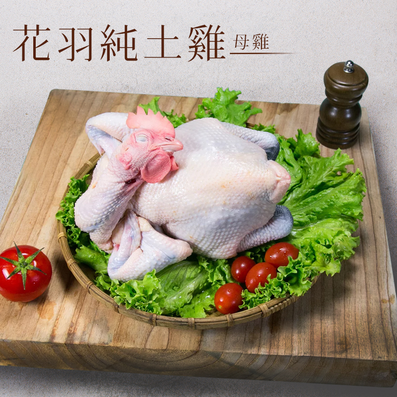 花羽純土雞(母雞)