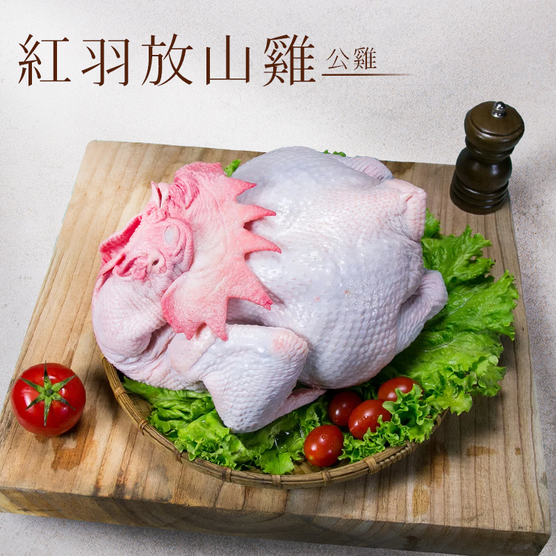 紅羽放山雞（公雞）