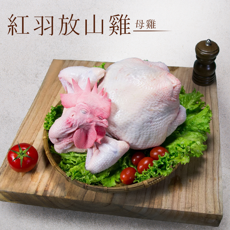 紅羽放山雞（母雞）