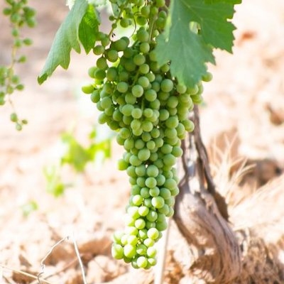 Malvasia de Sitges, Malvasia, 瑪爾維薩, 瑪爾維薩 . 錫切斯