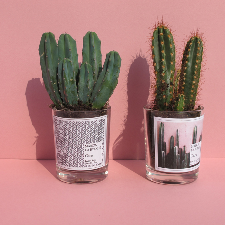 Maison La Bougie 巴黎調香 粉紅仙人掌香氛蠟燭