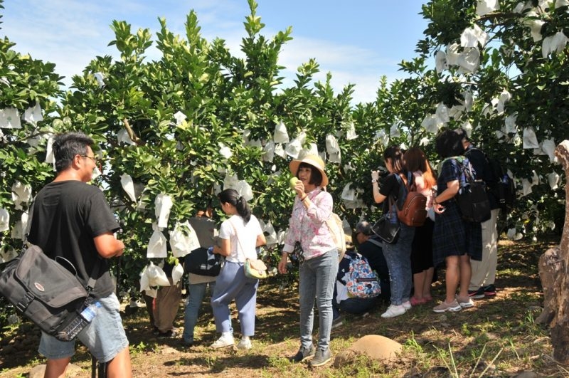 新北文旦「平安99、幸福999」中元供品中秋送禮兩相宜