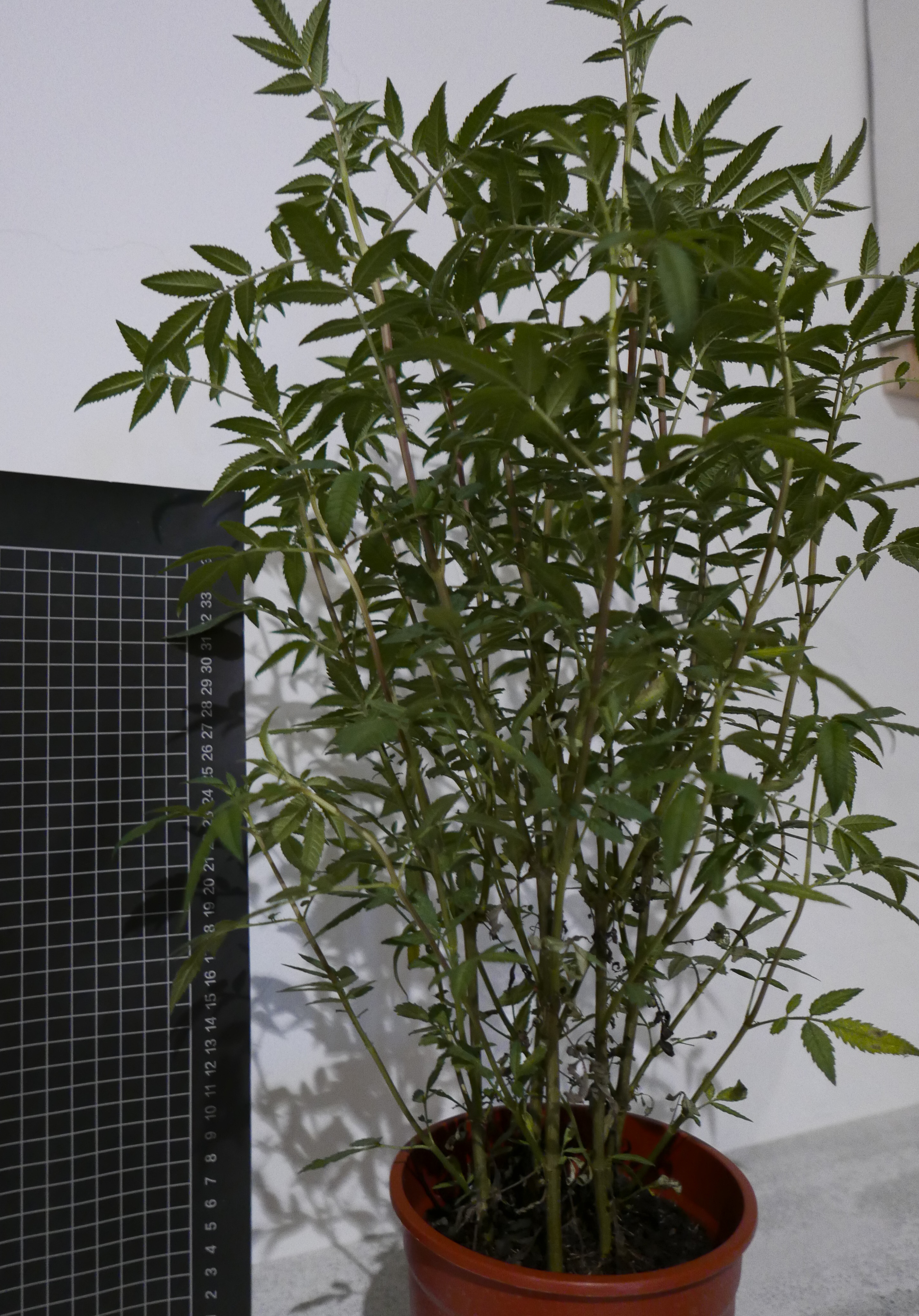 芳香萬壽菊盆栽