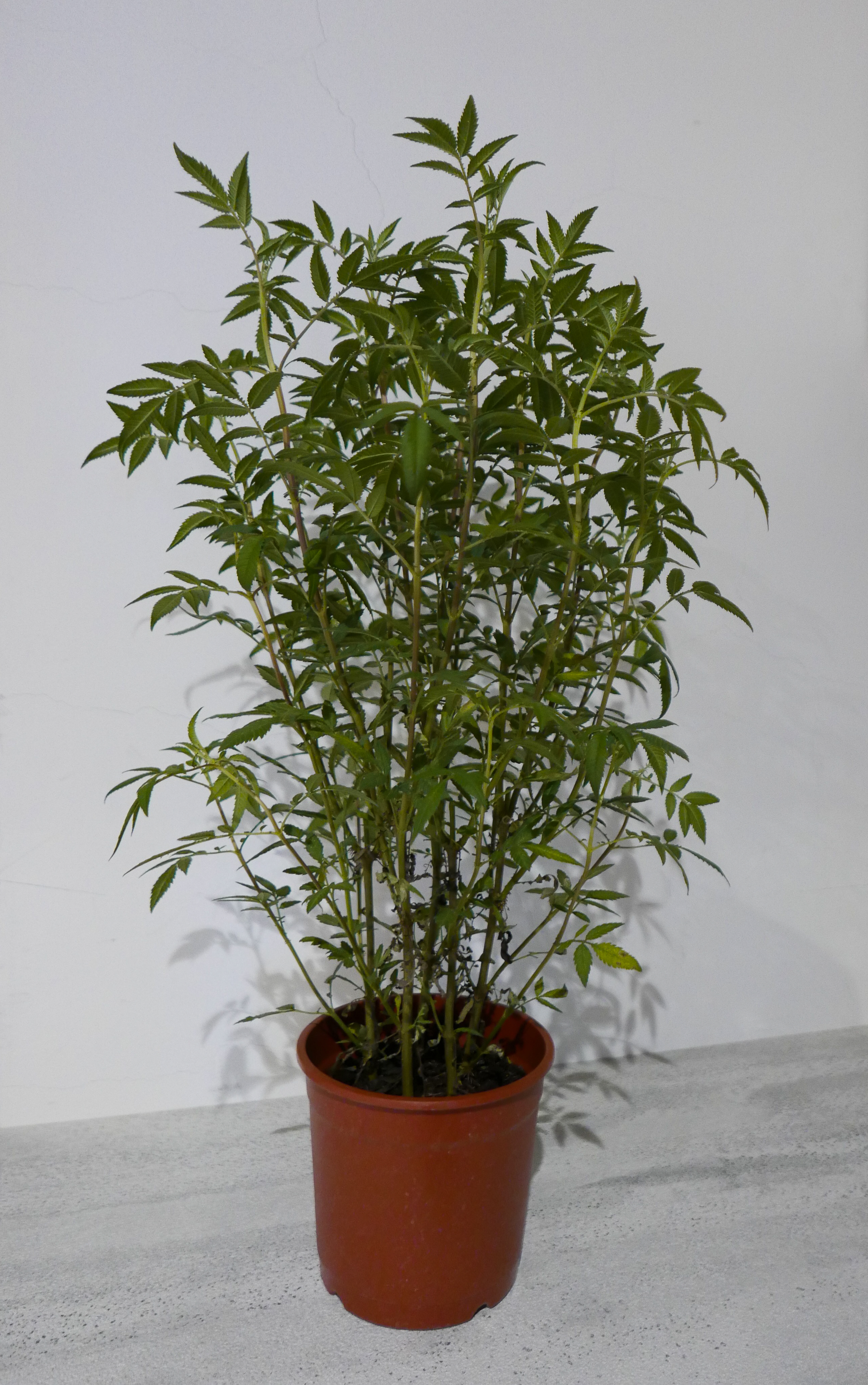 芳香萬壽菊盆栽